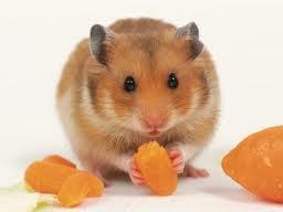 Mon hamster a une odeur nauséabonde