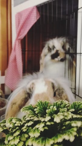 Lapin surprise