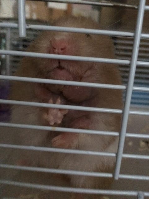 Hamster malade, help