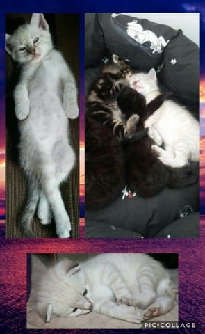 JAI BESOIN DE VOUS : Vous êtes plus Winnie ou Bounty ?  Ou autres ?