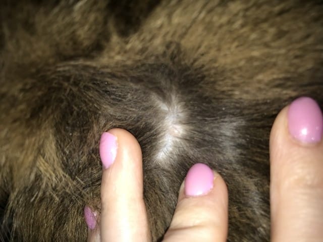 Petite boule dans le cou de mon chat