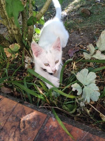Donne chaton 3 mois et demi gratuit