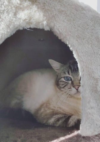 Adoption d'un chat craintif, 1 mois après