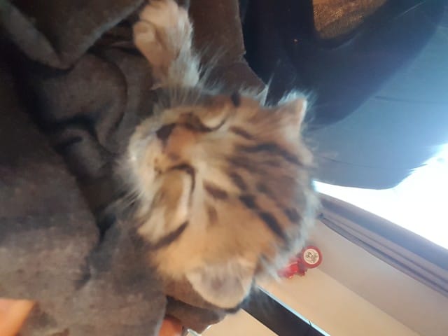 Avis race de mon chaton