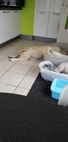 Position du chien