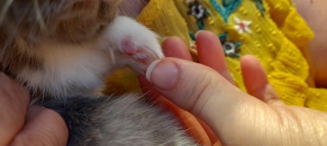 Dessous des pâtes blessé