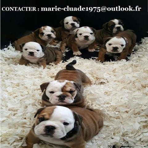 Donne magnifique et adorable chiots bouledogue anglais
