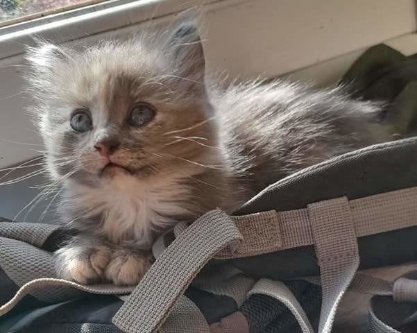 Chaton poils courts ou mi-longs?