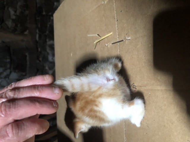 Sexe chaton mâle ou femelle