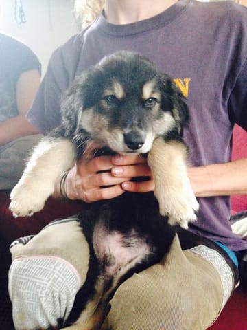 Race de mon Chiot 