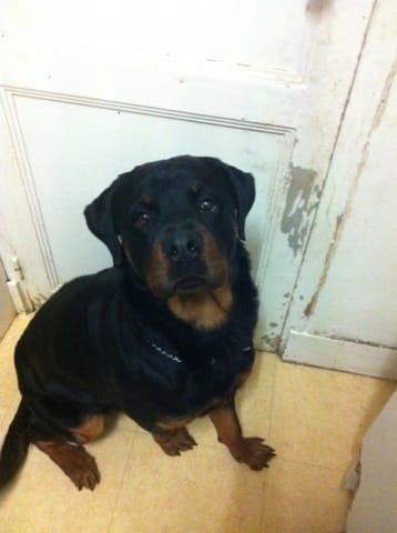 Donne jeune rottweiler croisé