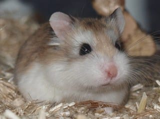 Faire cohabiter plusieurs hamsters ?