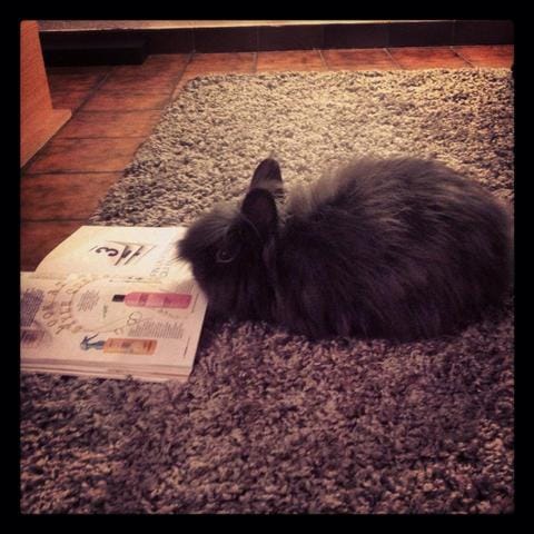Mon lapin n'a pas l'air en forme