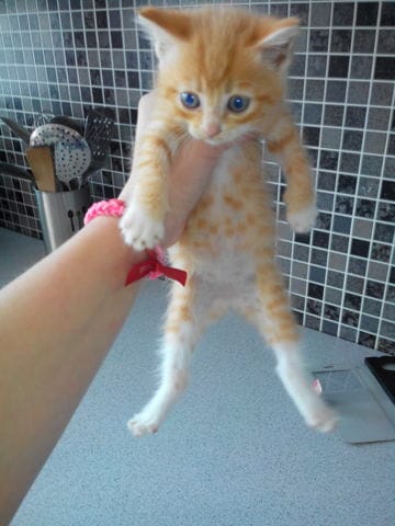 Mon chat ne grossit pas help me