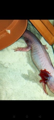 Problème Axolotl