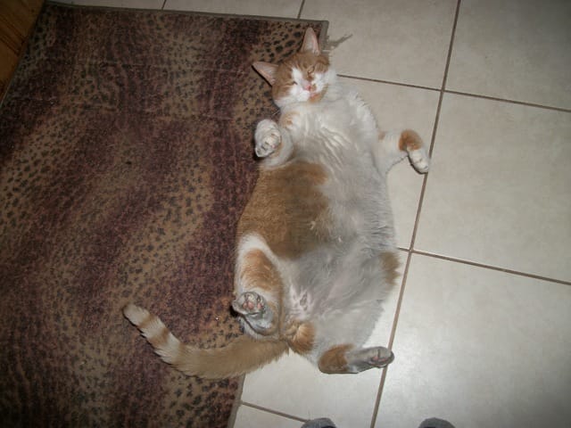 Chat obese...