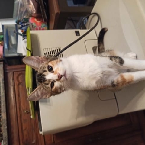 Urgent Chatons à donner dans le Morbihan