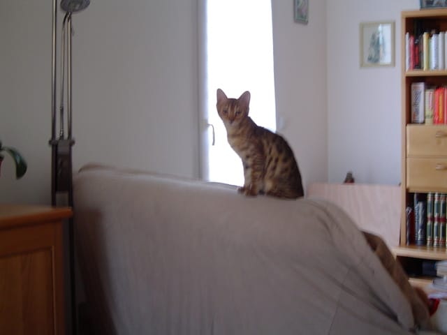 coryza