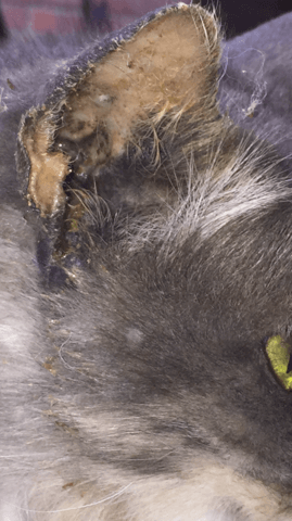 URGENCE OREILLE CHAT