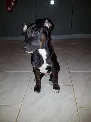 Quelle est cette race de chiot ?