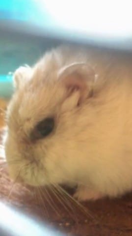 Mon hamster va pas bien