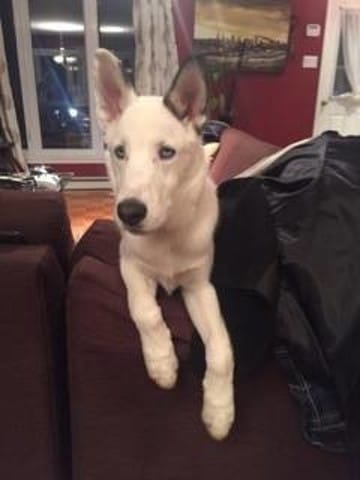 HELP : Mon chien a des problèmes aux genoux