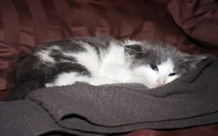 j'ai eu un gros coup de coeur pour cette mimine 