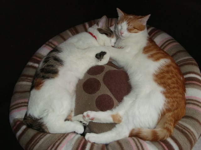 Nourriture pour chat : almo nature 