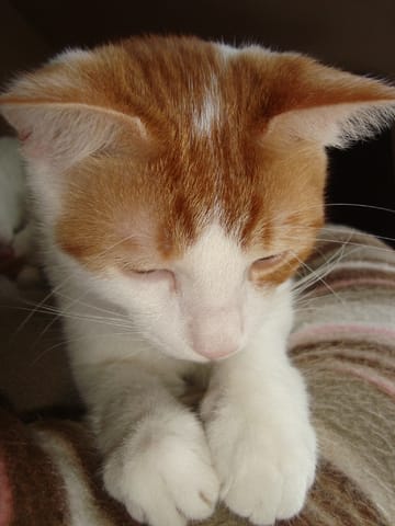 poids d'un chat ?