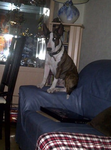 Bull terrier gestante ?