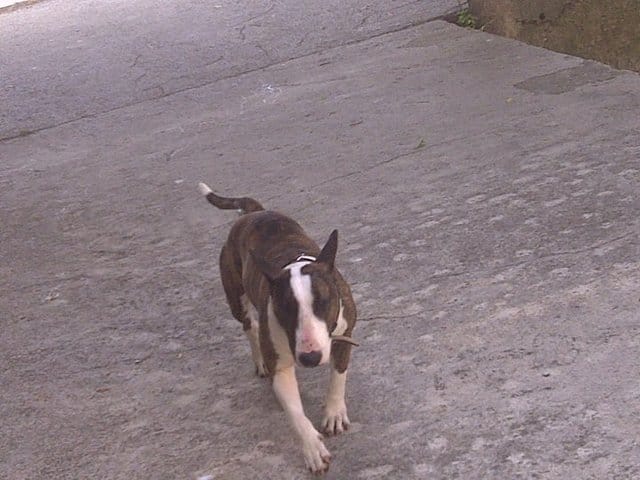 test d'hormone de grossesse