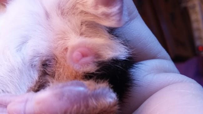 Comment sexer mes bébés cochon d'inde ?