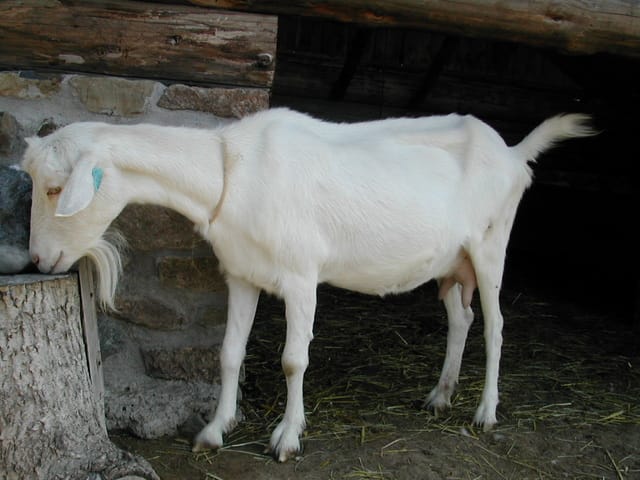 ma chevre est dcd .....=(