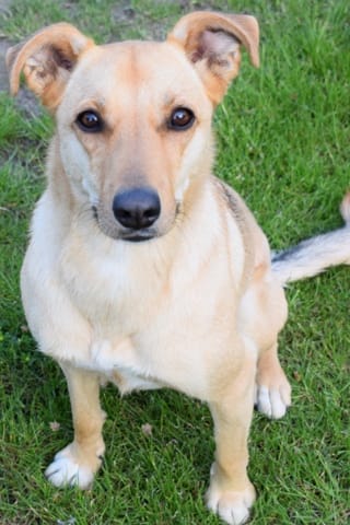 Savez-vous de quelle race peut être mon chien