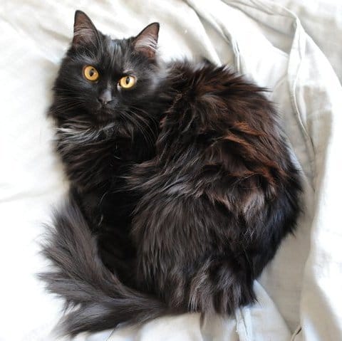 Les origines de mon chat?