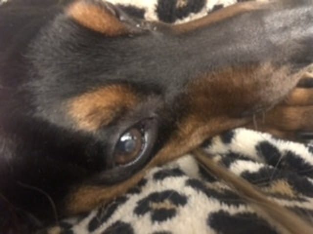 Taches blanches dans les yeux