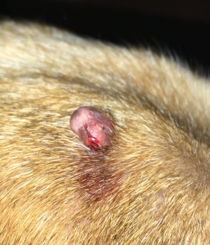 Problème cutané sur la tête