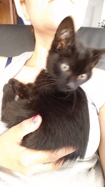 age chaton