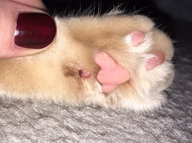 Petite boule rose près du coussinet