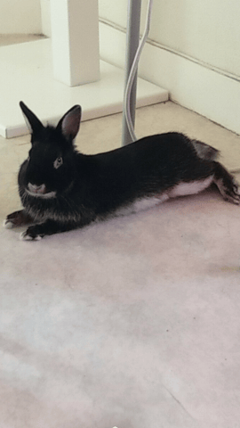 Cohabitation entre lapin?