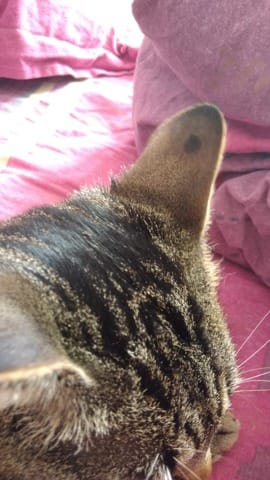 Tache sur l'oreille