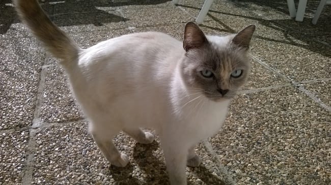 De quelle race est mon chat ?