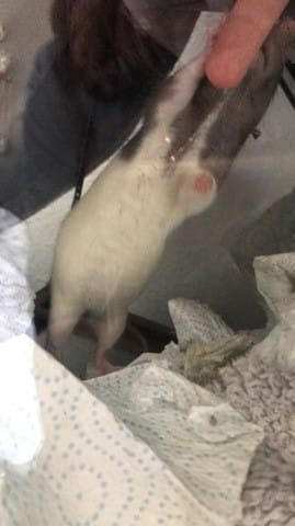 Pouvez-vous m’aidez à savoir si ma rate est enceinte ?