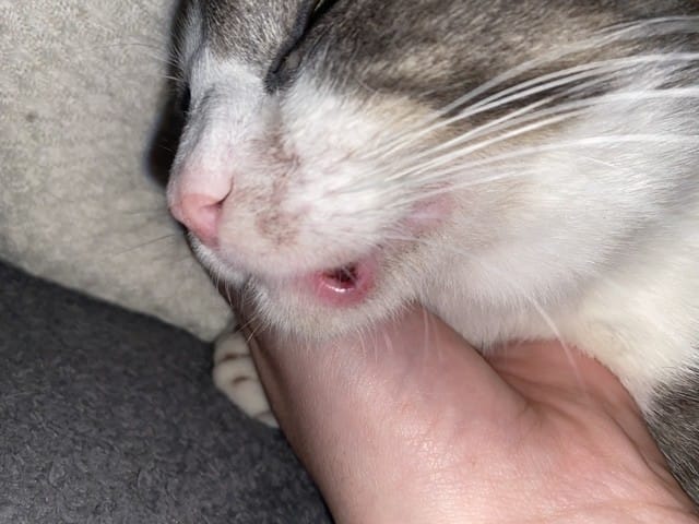gonflement gencive de mon chat