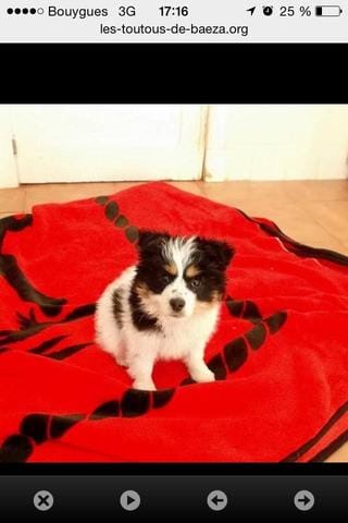 De quelle race est mon chiot?