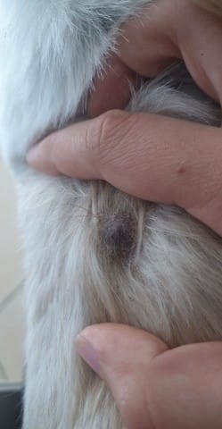 Mijn hond heeft een bult op zijn rug, is dit erg?