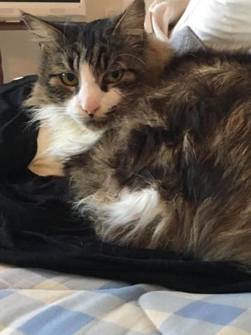 Perdu chat à Cozes 1720 ( Charente Maritimes)