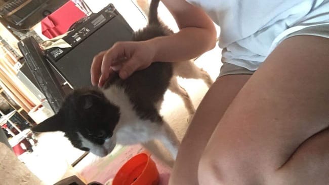 Ma mère a récupérer un chat abandonné très amaigrit