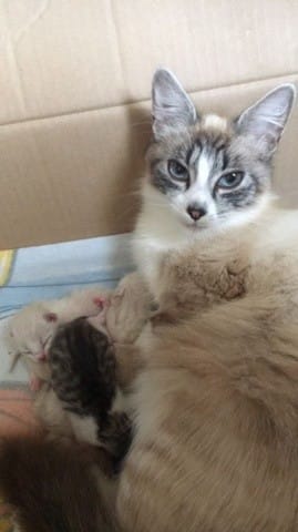 Mon chat à changer de robe, est ce inquiétant ?