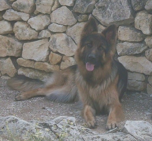 saillie 